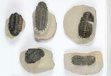 Lot: Assorted Devonian Trilobites - Pieces #92157-2